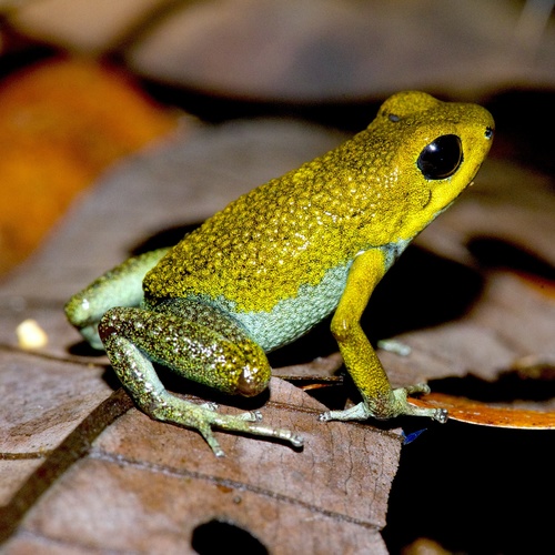 Oophaga granulifera