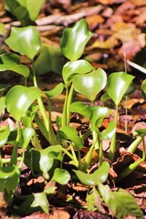 Eichhornia crassipes image