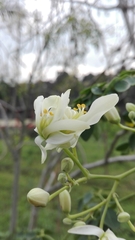 Image of Lonicera fragrantissima