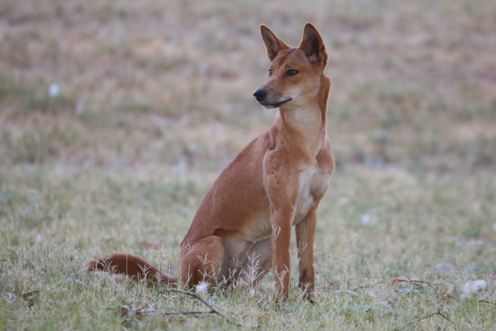 Canis lupus dingo - Wikipedia