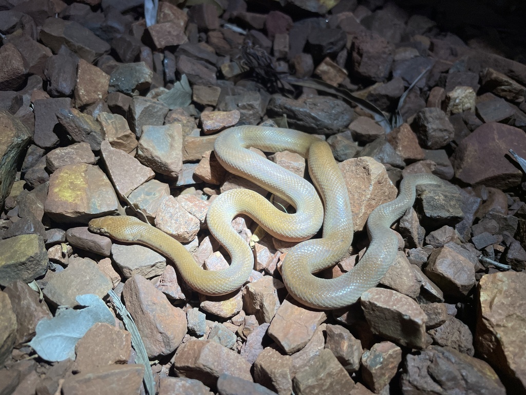 Pygmy Python in December 2020 by Bruce Edley · iNaturalist