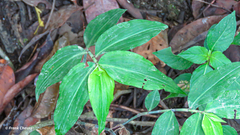 Commelina obliqua image