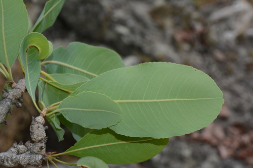 Large-leaved plane (Ochna gambleoides)