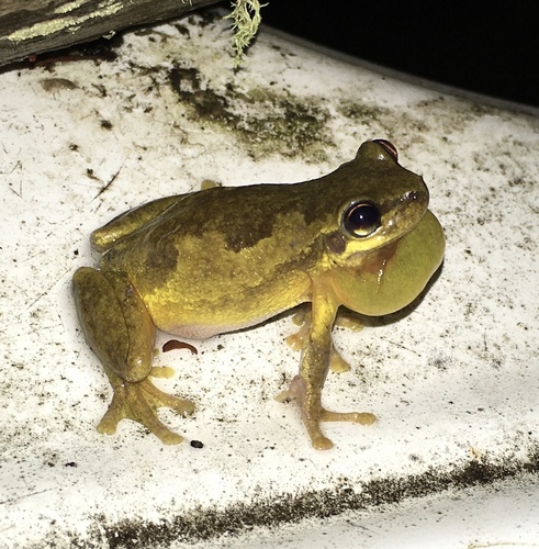 Screaming Tree Frog (Litoria quiritatus) · iNaturalist