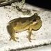 Screaming Tree Frog - Photo (c) caleanamajor, all rights reserved