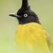 Black-crested Bulbul - Photo (c) peterthedragon, all rights reserved