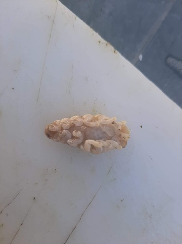 Ceratothoa italica