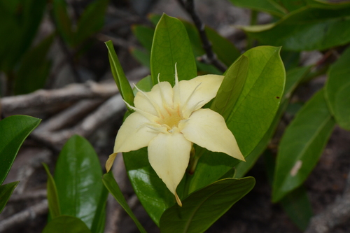Gardenia-oleander (Strophanthus gardeniiflorus)