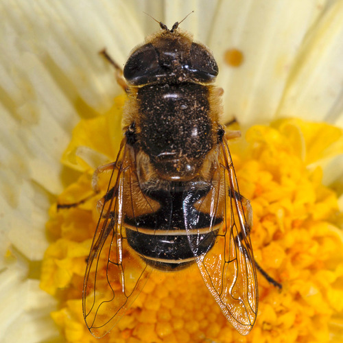 Orange-spined Drone Fly