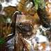 Hylodes lateristrigatus - Photo (c) Carlos Hartur Ribeiro Noia, all rights reserved, uploaded by Carlos Hartur Ribeiro Noia