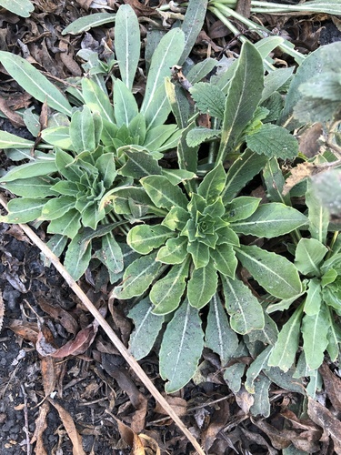 iNaturalist observation photo of tall evening primrose