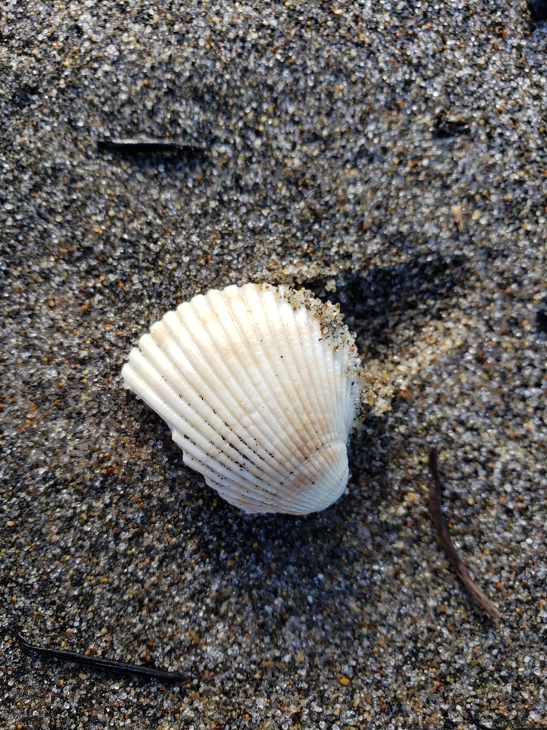 Nuttall's Cockle from Moss Landing, CA 95039, USA on December 27, 2020 ...