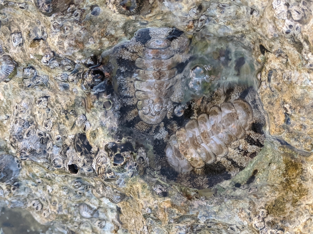 West Indian Fuzzy Chiton