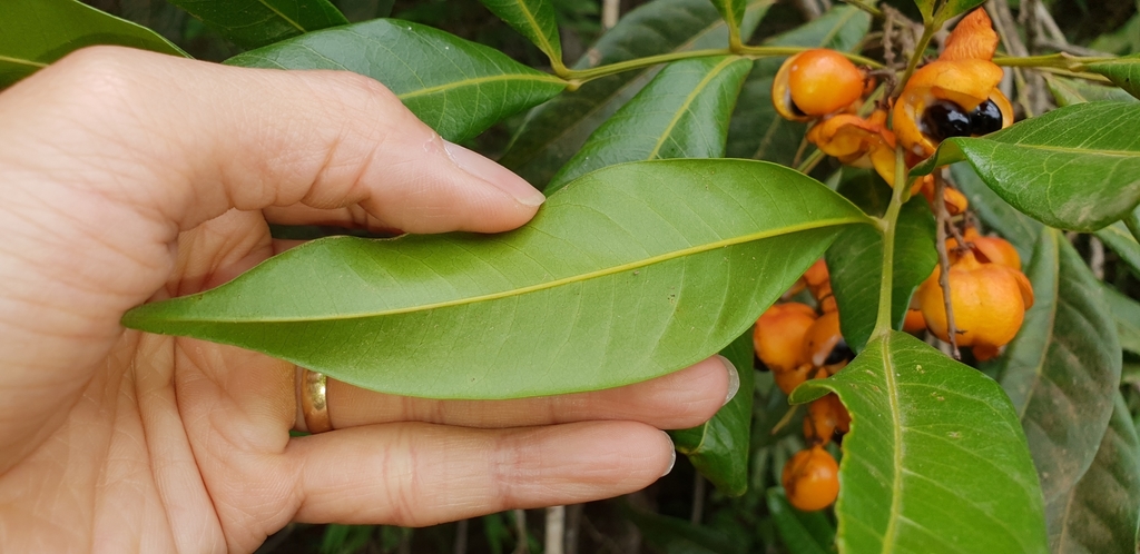 Rhysotoechia robertsonii (Sapindaceae) Leaf Whispering in the Tropics