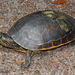 Deirochelys reticularia reticularia - Photo (c) Jake Scott, todos los derechos reservados, subido por Jake Scott