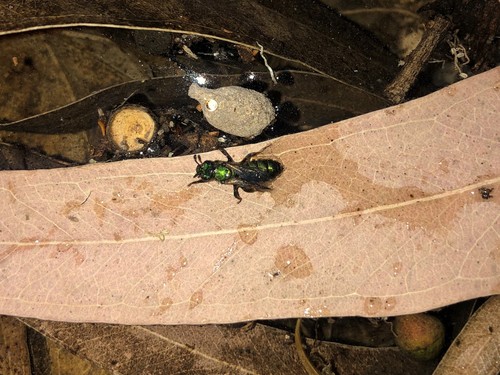 photo of Augochlorine Sweat Bees (Augochlorini)