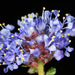 Sandscrub Ceanothus - Photo (c) Gary McDonald, all rights reserved, uploaded by Gary McDonald