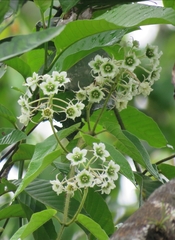 Image of Fischeria billbergiana