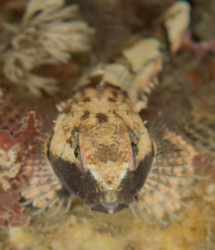 Spinynose Sculpin