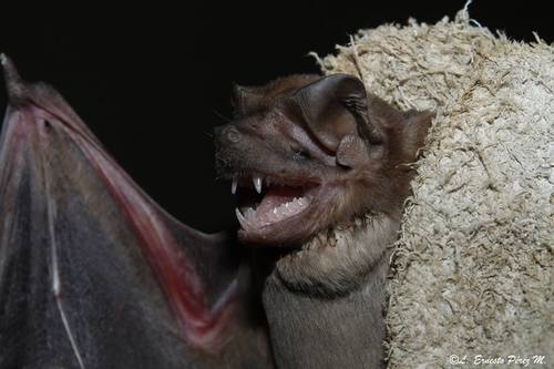 Sinaloan Mastiff Bat