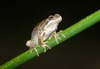 Verreaux's Whistling Tree Frog - Photo (c) Scott Baker, all rights reserved, uploaded by Scott Baker