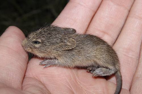 Hispid Cotton Rat