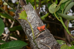 Image of Culcasia falcifolia