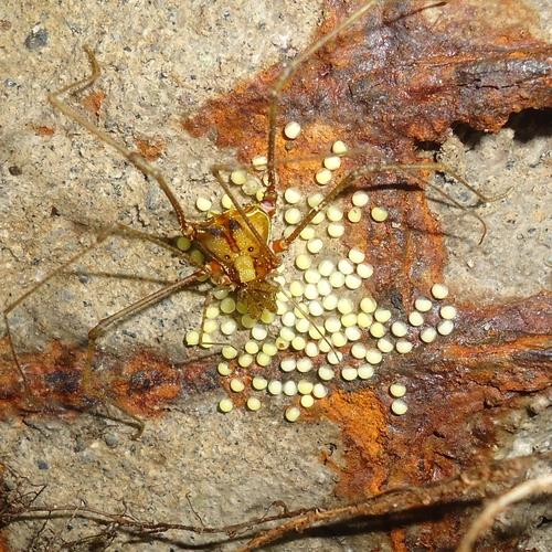 Superfamily Gonyleptoidea · iNaturalist