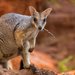 Western Short-eared Rock Wallaby - Photo (c) Dominic Chaplin, all rights reserved, uploaded by Dominic Chaplin