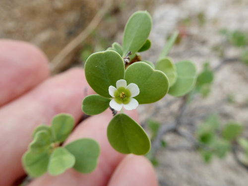 Euphorbia hindsiana