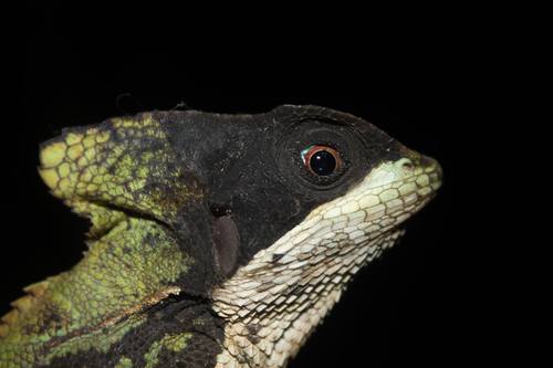 Hernandez’s Helmeted Basilisk