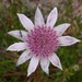 Pink Flannel Flower - Photo (c) Keith Brister, all rights reserved, uploaded by Keith Brister