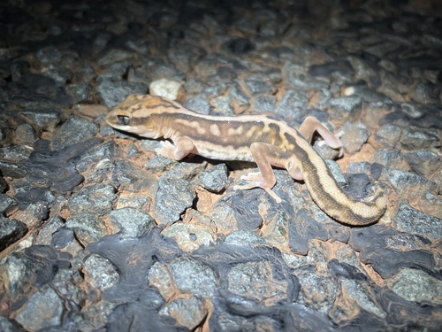 Box Stone Gecko Giant Stone Gecko (Subspecies Diplodactylus granariensis rex) · iNaturalist