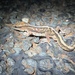 Giant Stone Gecko - Photo (c) Bruce Edley, all rights reserved, uploaded by Bruce Edley