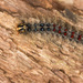 Lymantria dispar dispar - Photo (c) Elliotte Rusty Harold, todos los derechos reservados, uploaded by Elliotte Rusty Harold