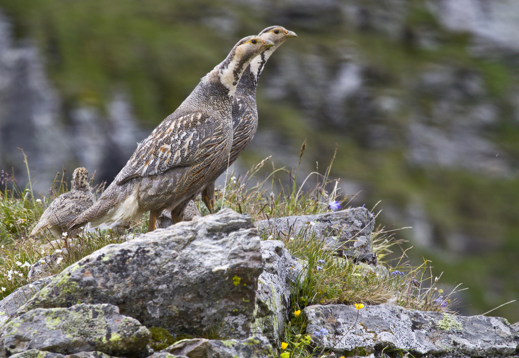 Caucasian Snowcock (Tetraogallus caucasicus) photo