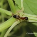 Camponotus albosparsus - Photo (c) Lijin Huang (紫楝), todos os direitos reservados, uploaded by Lijin Huang (紫楝)