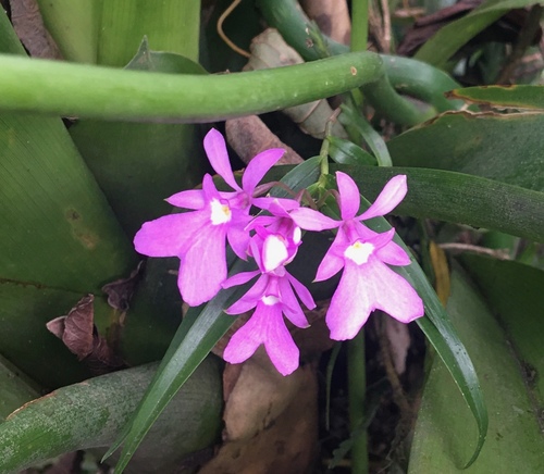 Epidendrum image