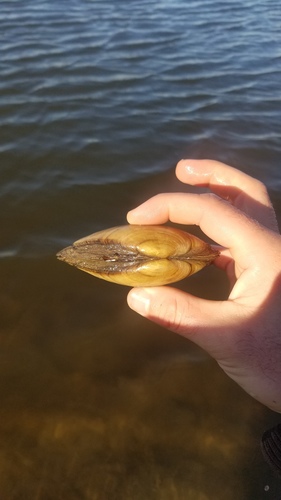 Yellow Sandshell