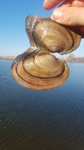 Pink Papershell