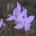 Tulbaghia rhodesica - Photo (c) Warren McCleland, all rights reserved, uploaded by Warren McCleland