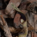 Aristolochia heppii - Photo (c) Warren McCleland, all rights reserved, uploaded by Warren McCleland
