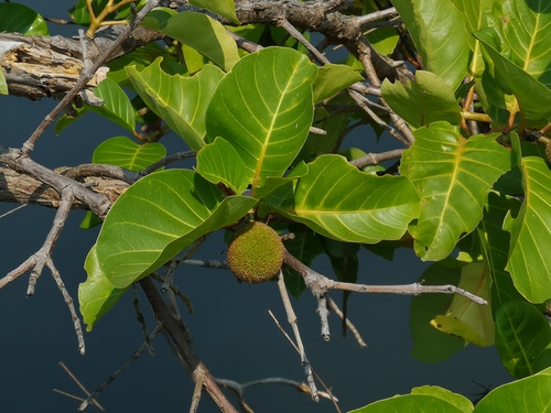 Nauclea pobeguinii