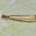 Agriphila aeneociliella - Photo (c) Wonwoong Kim, כל הזכויות שמורות, הועלה על ידי Wonwoong Kim