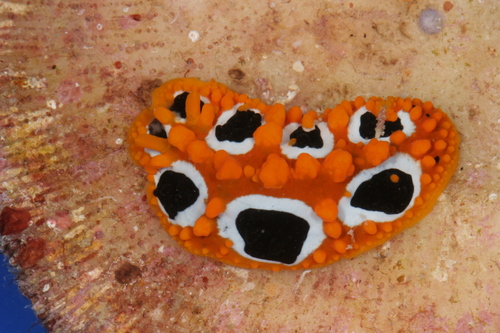 Ocellate Phyllidia