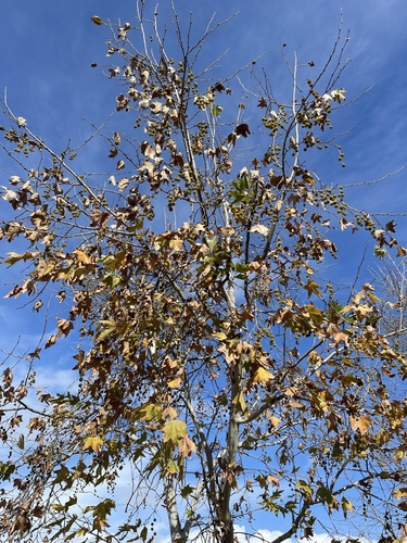 iNaturalist observation photo of western sycamore