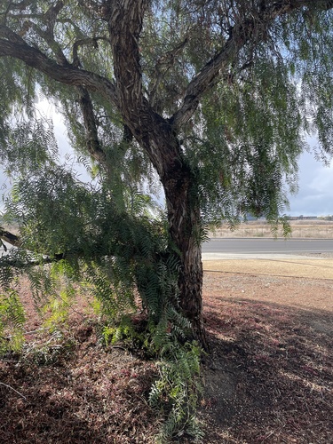 iNaturalist observation photo of Peruvian Pepper Tree