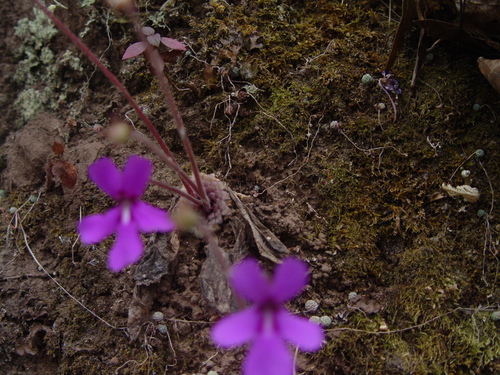 Pinguicula moranensis