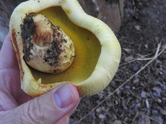 Buchwaldoboletus sphaerocephalus image