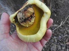 Buchwaldoboletus sphaerocephalus image